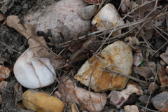 Pediodectes haldemanii