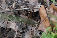 Pediodectes haldemanii