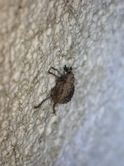Brachycerus muricatus