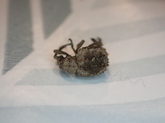 Brachycerus muricatus