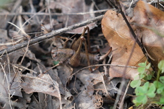 Pediodectes haldemanii