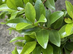 Metrosideros fulgens