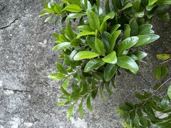 Metrosideros fulgens