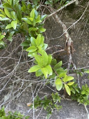 Metrosideros fulgens