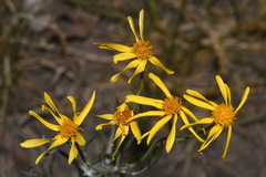 Senecio flaccidus flaccidus