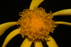 Senecio flaccidus flaccidus