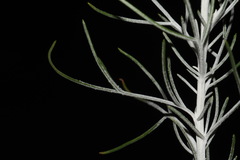 Senecio flaccidus flaccidus