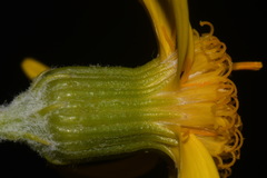 Senecio flaccidus flaccidus