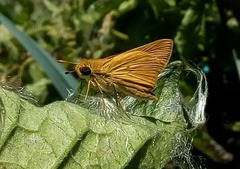 Corticea immocerinus