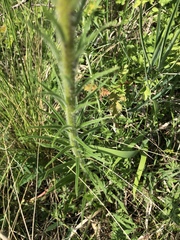 Pontechium maculatum