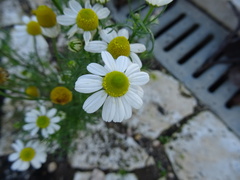 Matricaria chamomilla