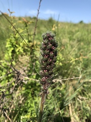 Pontechium maculatum