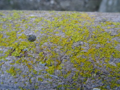 Fungi