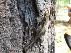 Anolis mccraniei