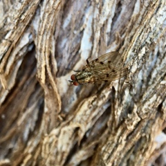 Anthomyia punctipennis