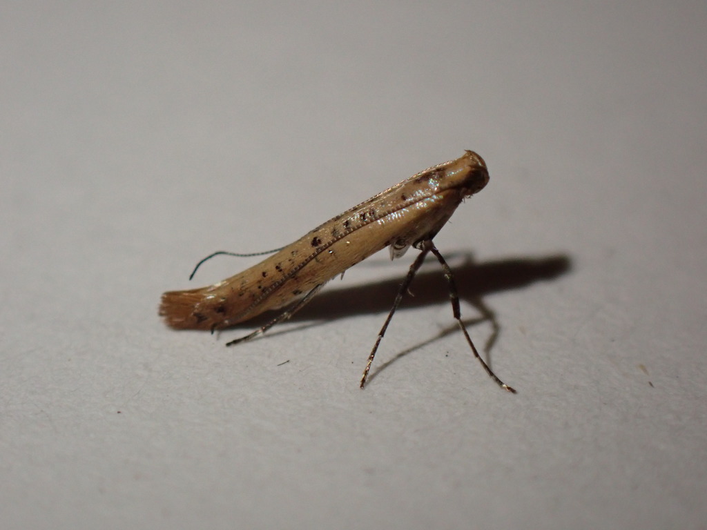 Small Red Slender
