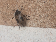Iphiclus bilineatus