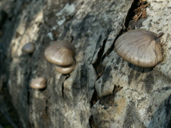 Pleurotus calyptratus