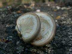 Pleurotus calyptratus