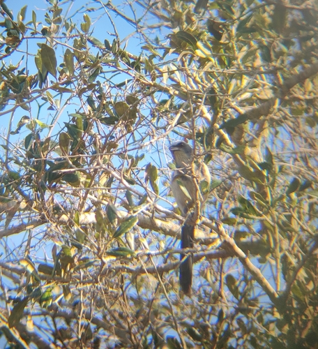 Corvidae image