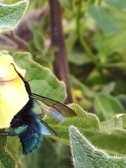 Mesonychium garleppi