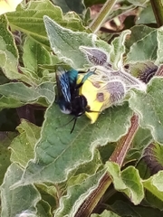 Mesonychium garleppi