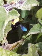 Mesonychium garleppi