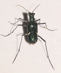 Oxygonia