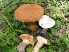 Tylopilus tabacinus