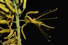 Stanleya pinnata pinnata