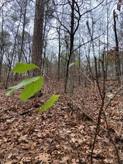 Asimina triloba