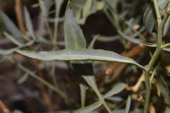 Stanleya pinnata pinnata