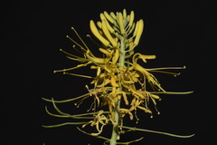 Stanleya pinnata pinnata