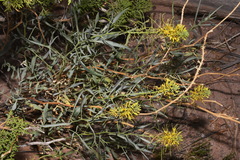 Stanleya pinnata pinnata