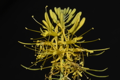 Stanleya pinnata pinnata