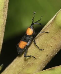 Rhodobaenus augustinus