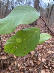 Asimina triloba