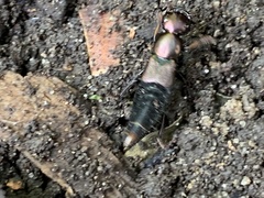 Antimerus punctipennis
