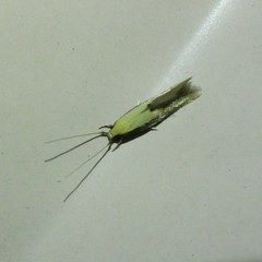 Opogona stenocraspeda