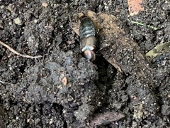 Antimerus punctipennis