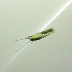 Opogona stenocraspeda
