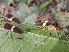 Hypselonotus subterpunctatus
