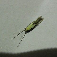 Opogona stenocraspeda