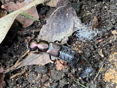 Antimerus punctipennis