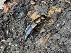 Antimerus punctipennis