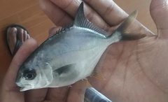 Trachinotus