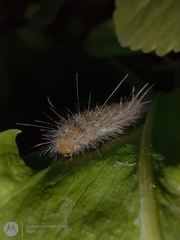 Paracles fusca