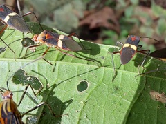 Hypselonotus subterpunctatus