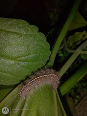 Paracles fusca
