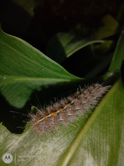 Paracles fusca